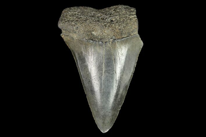 Fossil Mako Shark Tooth - South Carolina #128760